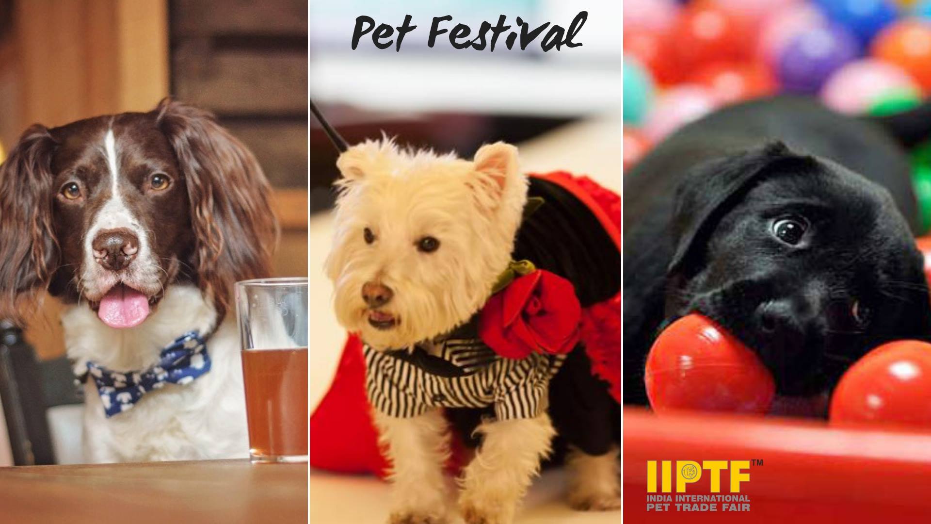 IIPTF : Pet Festival 2018