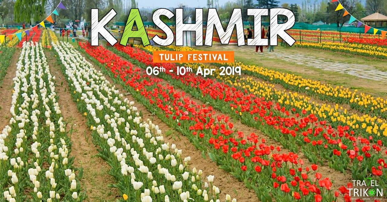 Trikon #1401 Kashmir Tulip Festival Tour